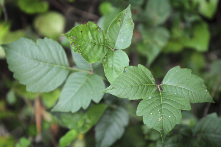 Getting rid of poison ivy — what you should and shouldn’t do